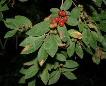 Lonicera morrowii - Twig with Fruits - Click to enlarge!