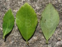 Lonicera periclymenum - Upper and lower surface of leaf - Click to enlarge!