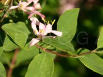 Lonicera tatarica - Flower - Click to enlarge!