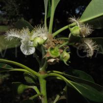 Lophostemon confertus - Flower, side view - Click to enlarge!