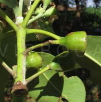 Lophostemon confertus - Fruits - Click to enlarge!