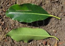 Lophostemon confertus - Upper and lower surface of leaf - Click to enlarge!