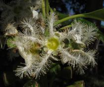 Lophostemon confertus - Flower - Click to enlarge!