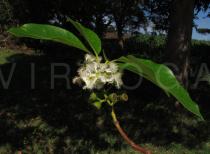 Lophostemon confertus - Twig with leaves and flowers - Click to enlarge!