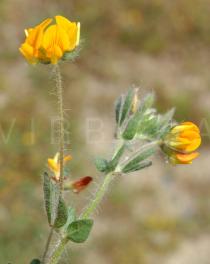 Lotus parviflorus - Flowers - Click to enlarge!