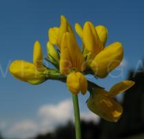 Lotus pedunculatus - Inflorescence - Click to enlarge!