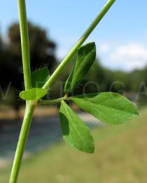 Lotus pedunculatus - Leaf insertion - Click to enlarge!