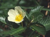 Ludwigia adscendens - Flower - Click to enlarge!
