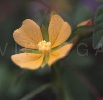 Ludwigia hyssopifolia - Flower close-up - Click to enlarge!