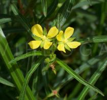 Ludwigia longifolia - Flower - Click to enlarge!