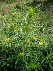 Ludwigia longifolia - Habit - Click to enlarge!
