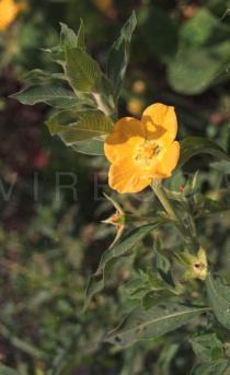 Ludwigia peruviana - Flower - Click to enlarge!