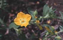 Ludwigia peruviana - Flowering branch - Click to enlarge!