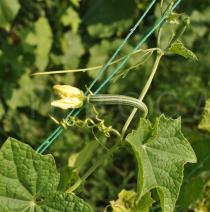 Luffa acutangula - Developing fruit with fading flower - Click to enlarge!