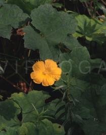 Luffa aegyptiaca - Male flower - Click to enlarge!