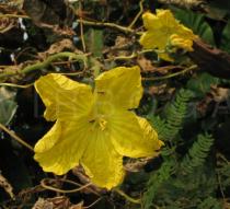 Luffa aegyptiaca - Flower - Click to enlarge!