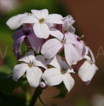 Lunaria rediviva - Flowers - Click to enlarge!