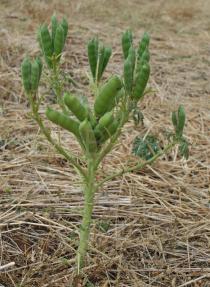 Lupinus albus - Plant with ripening pods - Click to enlarge!
