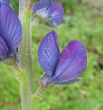Lupinus angustifolius - Flower close-up - Click to enlarge!