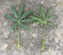 Lupinus angustifolius - Upper and lower surface of leaf - Click to enlarge!