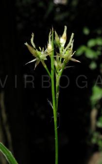 Luzula luzulina - Inflorescence - Click to enlarge!