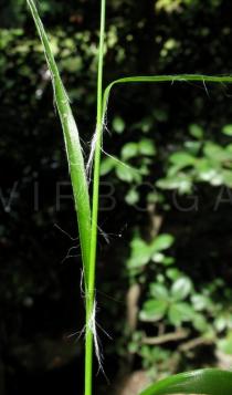 Luzula luzulina - Leaf insertion - Click to enlarge!