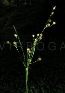 Luzula luzulina - Infructescence - Click to enlarge!