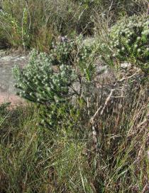 Lychnophora triflora - Habit - Click to enlarge!