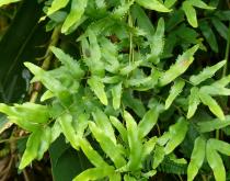 Lygodium salicifolium - Habit - Click to enlarge!