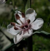 Lysimachia ephemerum - Flower - Click to enlarge!