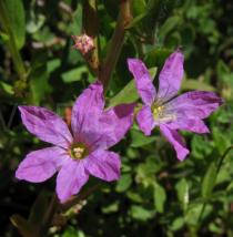 Lythrum junceum - Flowers - Click to enlarge!
