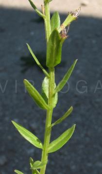 Lythrum junceum - Leaf insertion - Click to enlarge!