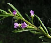 Lythrum junceum - Flower, side view - Click to enlarge!