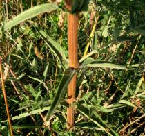 Lythrum salicaria - Leaf insertion - Click to enlarge!