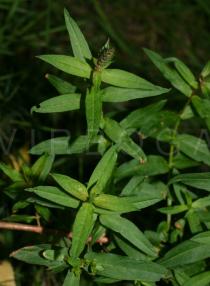 Lythrum salicaria - Foliage - Click to enlarge!