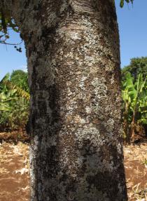 Macadamia tetraphylla - Bark - Click to enlarge!