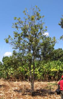 Macadamia tetraphylla - Habit - Click to enlarge!