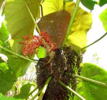 Macaranga grandifolia - Inflorescence - Click to enlarge!
