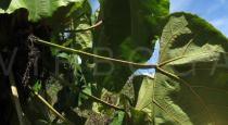 Macaranga grandifolia - Petiole - Click to enlarge!