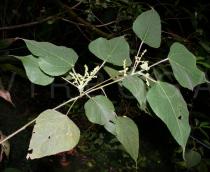 Macaranga kurzii - Branch - Click to enlarge!