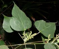 Macaranga kurzii - Leaves and  inflorescence - Click to enlarge!