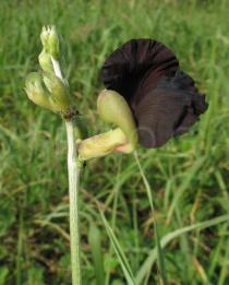 Macroptilium atropurpureum - Flower, side view - Click to enlarge!