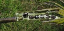 Macroptilium atropurpureum - Seeds - Click to enlarge!
