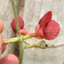 Macroptilium lathyroides - Flower, side view - Click to enlarge!