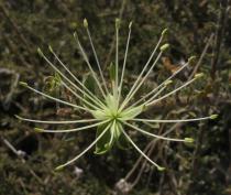 Maerua crassifolia - Flower - Click to enlarge!