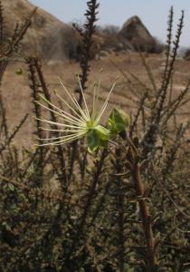 Maerua crassifolia - Flower, side view - Click to enlarge!