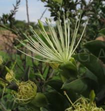 Maerua edulis - Flower - Click to enlarge!