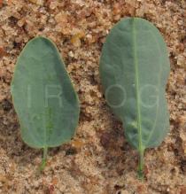 Maerua edulis - Upper and lower surface of leaf - Click to enlarge!