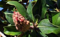 Magnolia grandiflora - Ripe fruit - Click to enlarge!