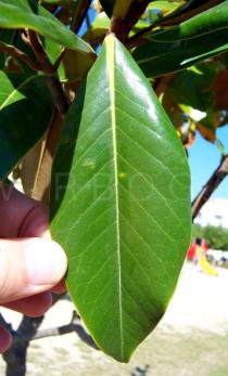 Magnolia grandiflora - Leaf upper side - Click to enlarge!